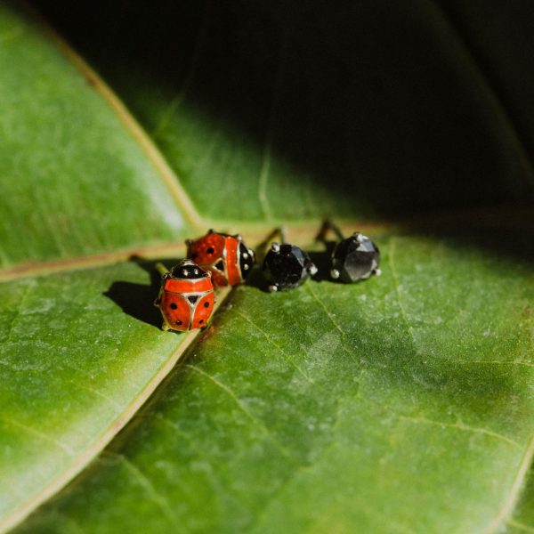 , Ladybug Studs